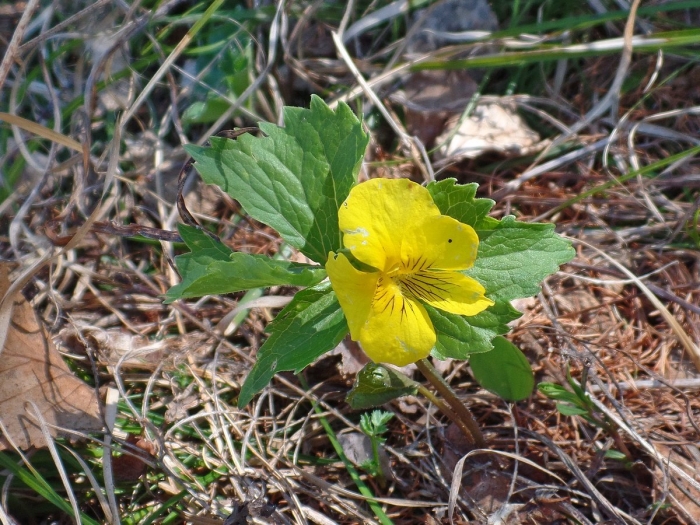 Фиалка одноцветковая (viola uniflora)