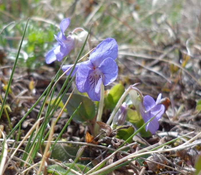 Фиалка холмовая