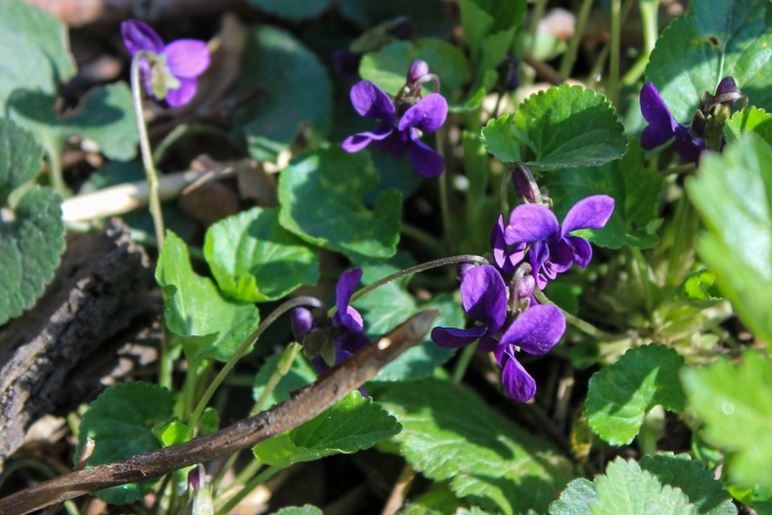 Фиалка многолетняя садовая