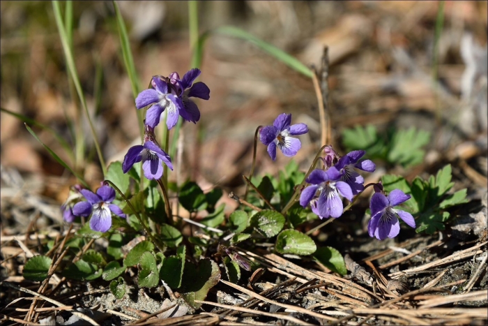 Фиалка собачья viola canina
