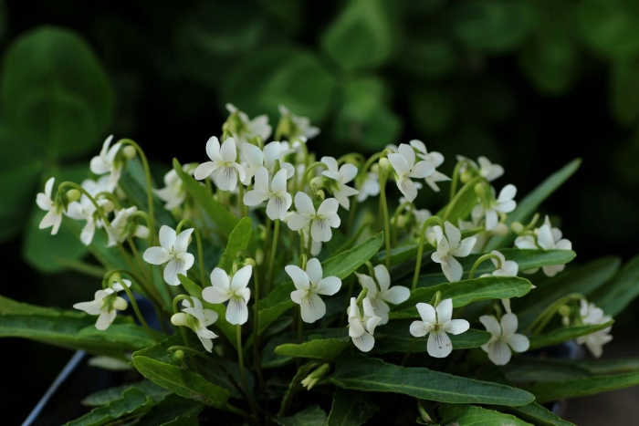 Фиалка патрена