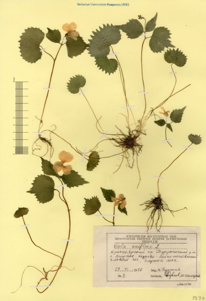 Земляника лесная гербарий