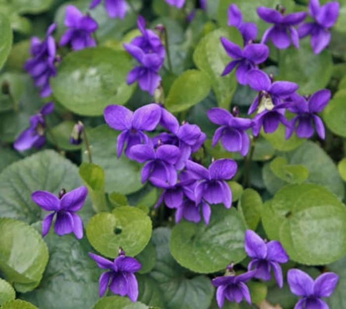 Фиалка душистая konigin charlotte