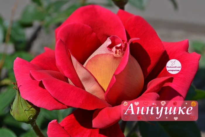 Роза аннушка