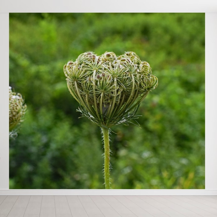 Цветок полевой