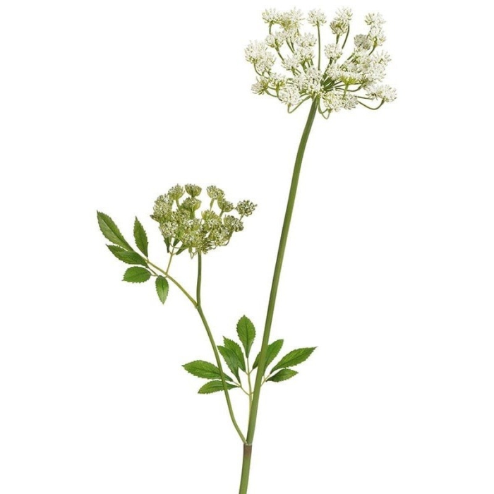 Анна королевская растение