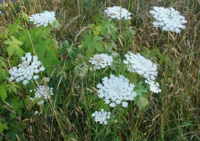 Queen anne's lace растение