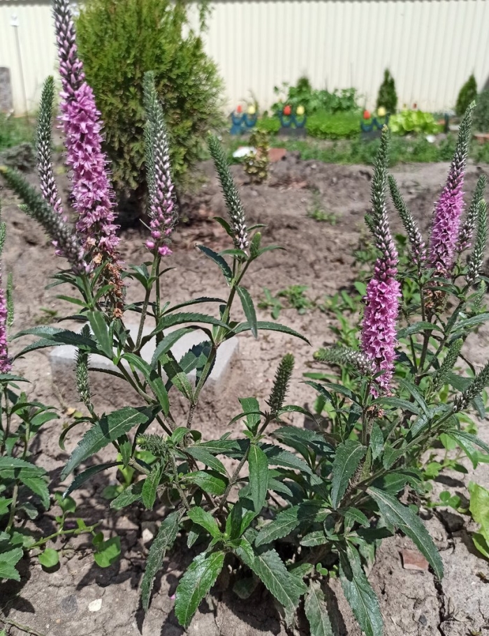 Вероника колосковая