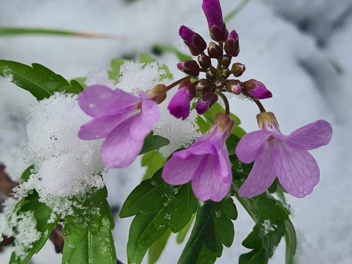 Зубянка пятилистная