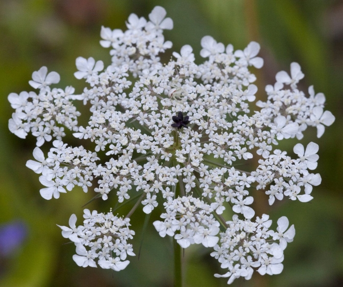 Queen anne lace цветок