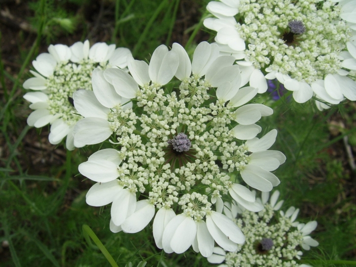 Дикая морковь кружева королевы анны