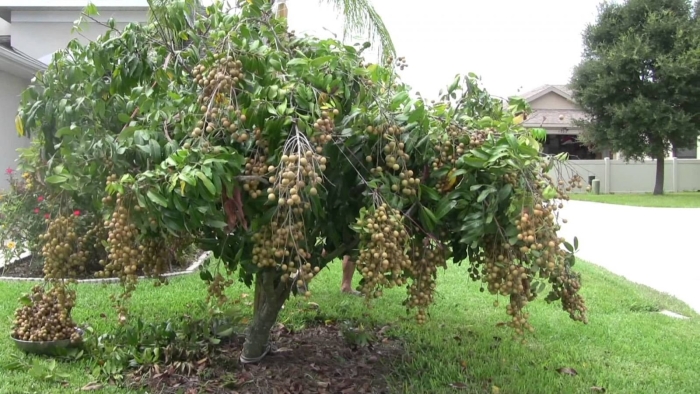 Лонган дерево