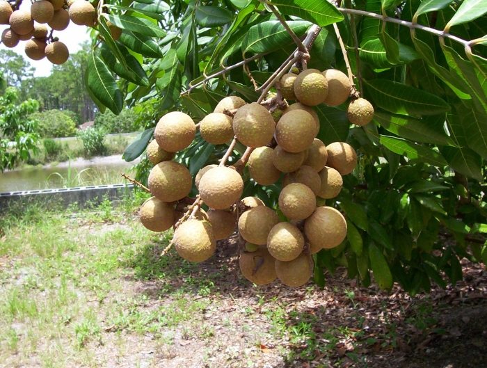Лонган дерево