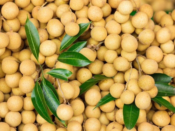 Дерево лонган