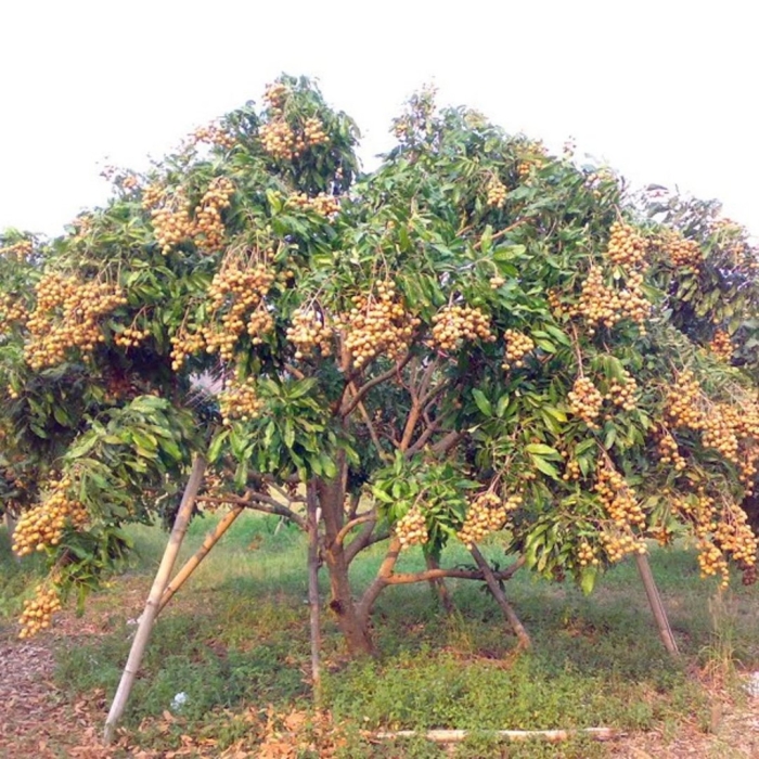 Лонган дерево