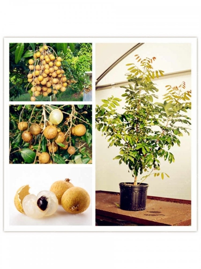 Лонган глаз дракона