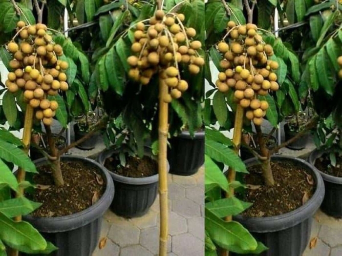 Лонган росток