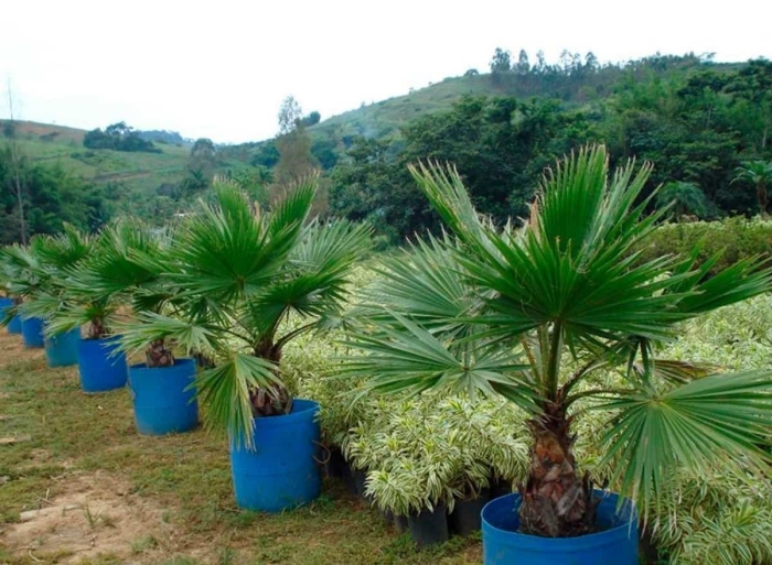 Вашингтония санта барбара