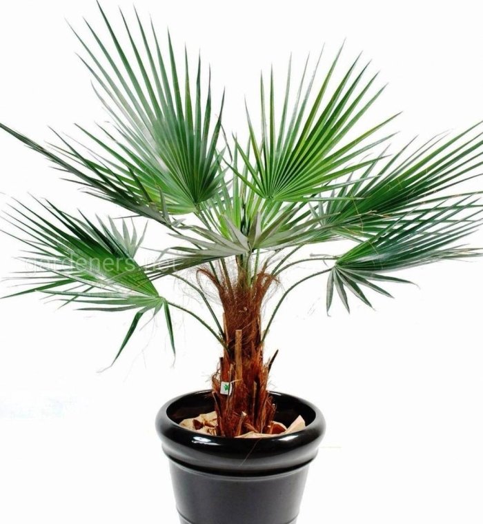 Пальма вашингтония