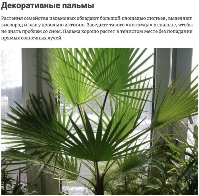 Пальма трахикарпус (trachycarpus)
