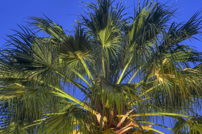 Веерная финиковая пальма