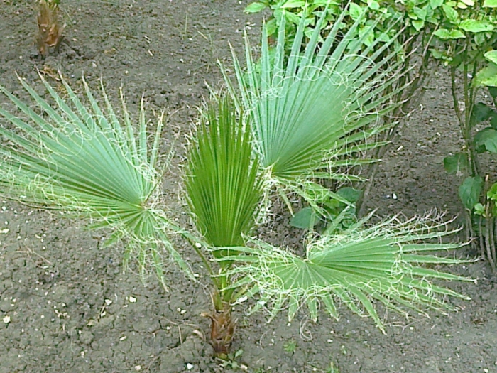 Пальма вашингтония нитеносная