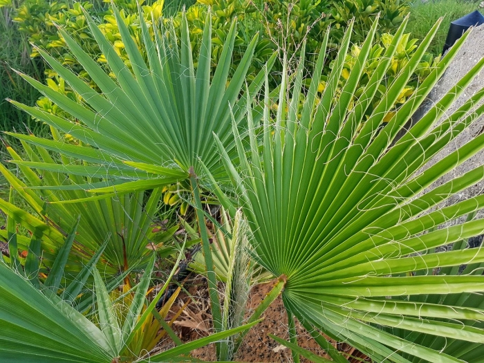 Пальма вашингтония