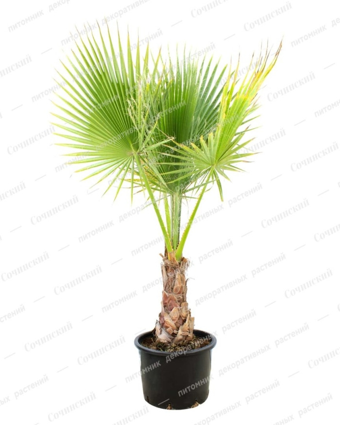 Веерная пальма вашингтония