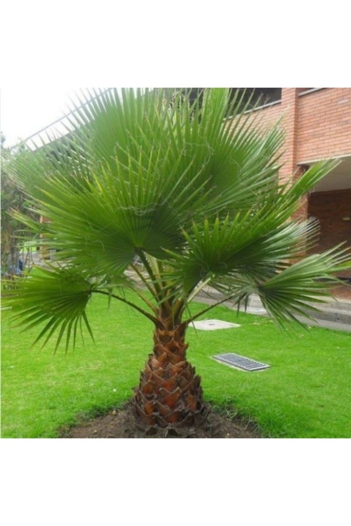 Washingtonia robusta