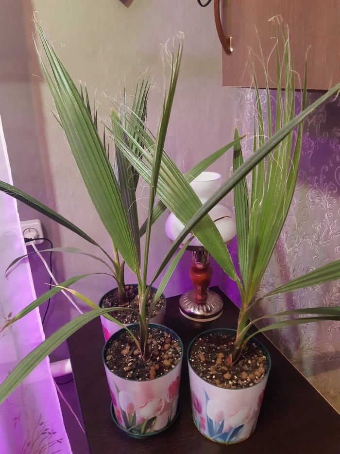 Пальма вашингтония выращивание из семян