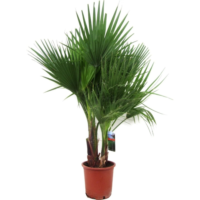 Пальма вашингтония филифера