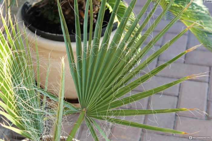 Вашингтония нитчатая