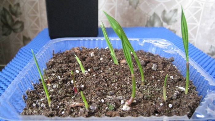 Вашингтония пальма росток