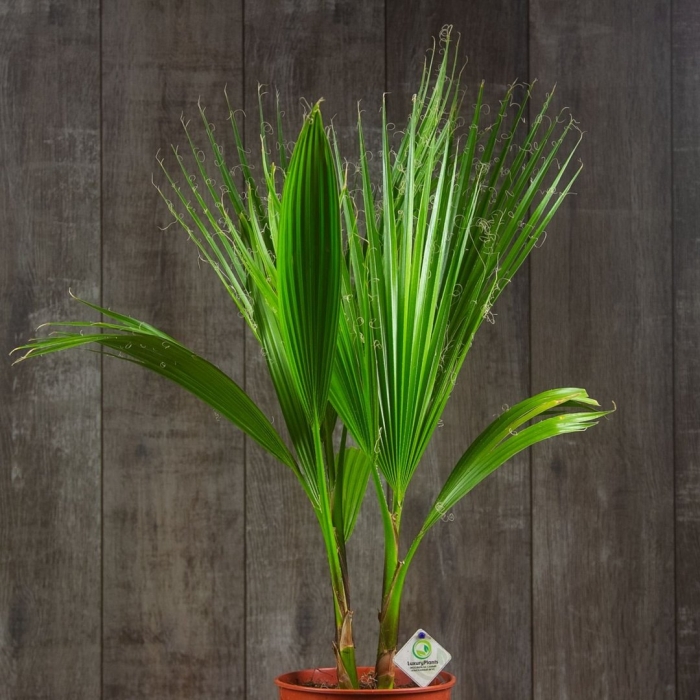 Вашингтония робуста