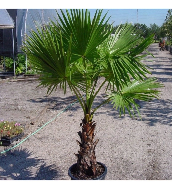 Пальма вашингтония санта барбара