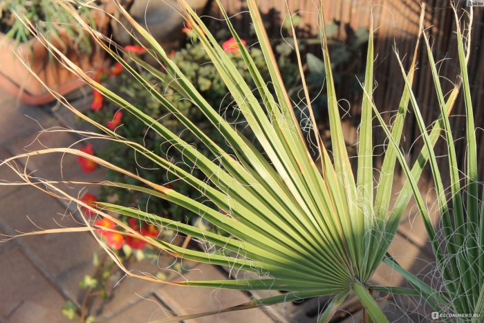 Вашингтония нитеносная майами