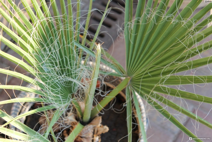 Пальма вашингтония нитеносная