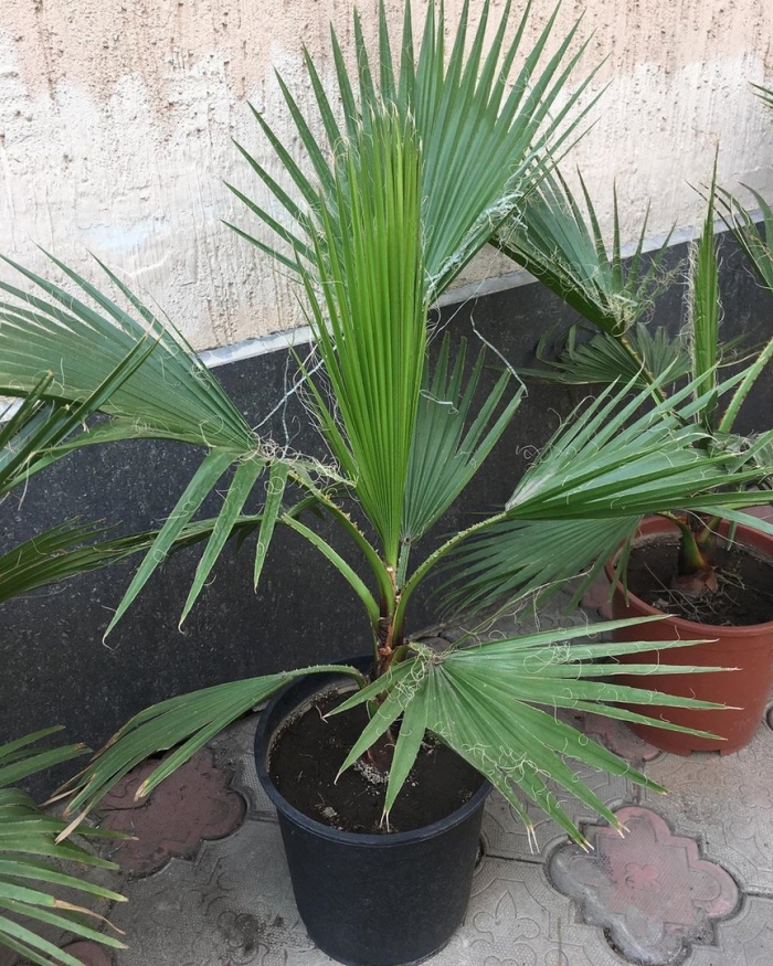 Вашингтония нитчатая