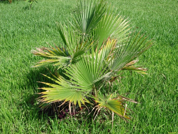 Вашингтония нитчатая