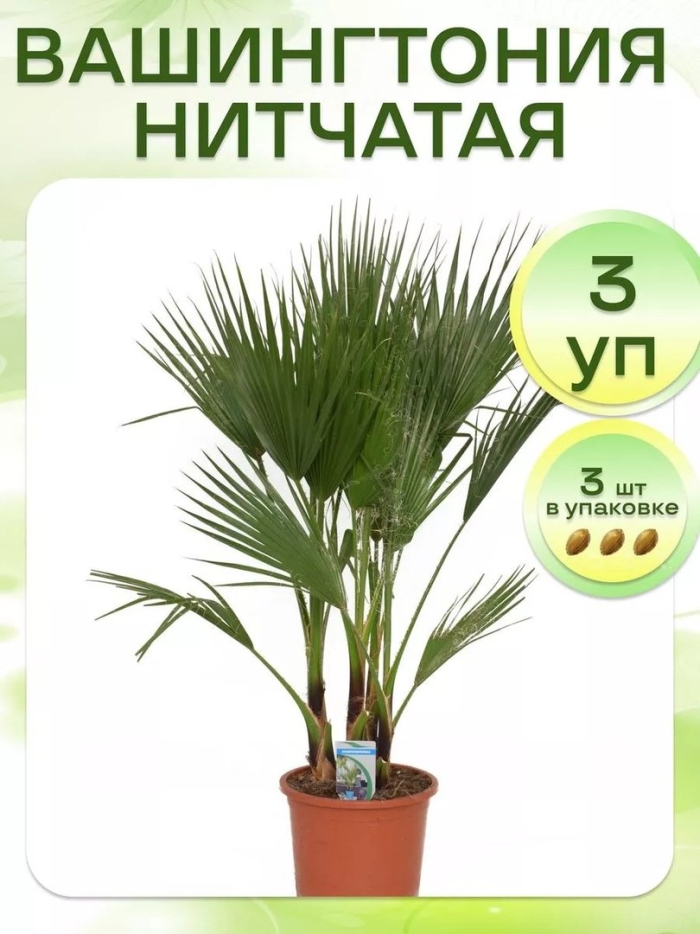 Вашингтония нитчатая 3 уп