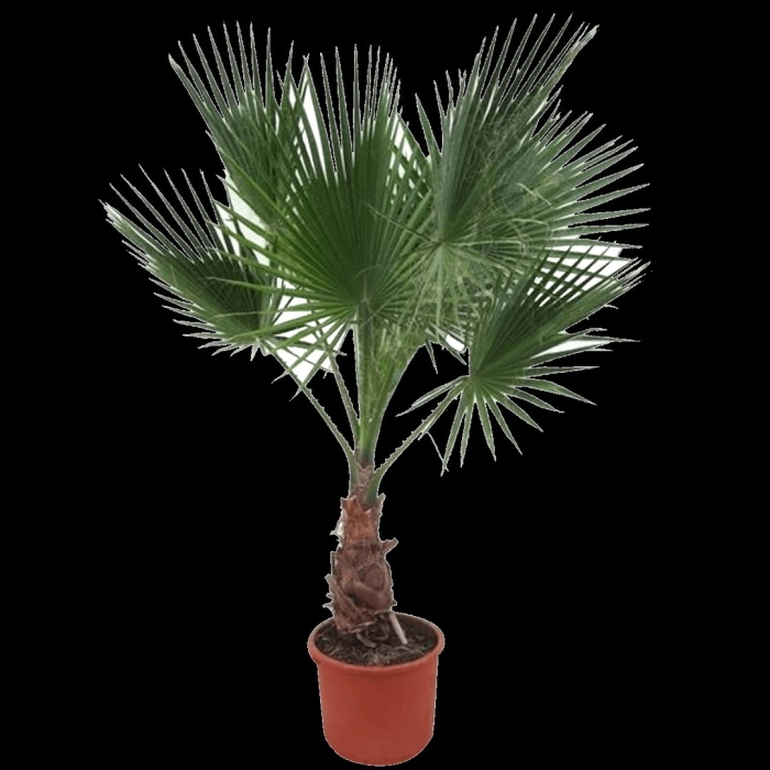 Пальма вашингтония робуста