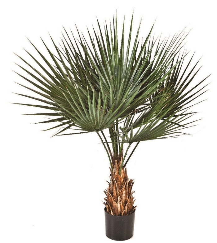 Трахикарпуса форчуна