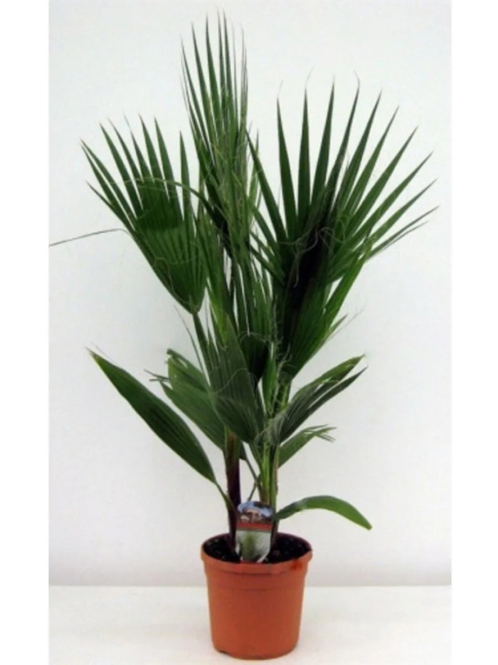 Хамеропс хумилис