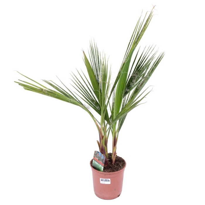 Вашингтония пальма декоративная