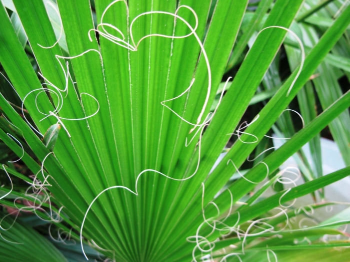 Вашингтония нитчатая