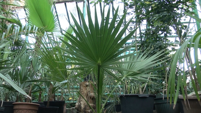 Вашингтония нитчатая