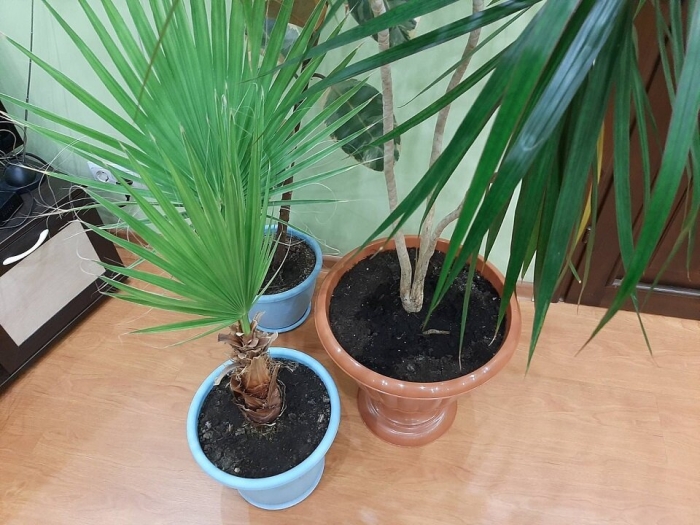 Вашингтония нитеносная майами