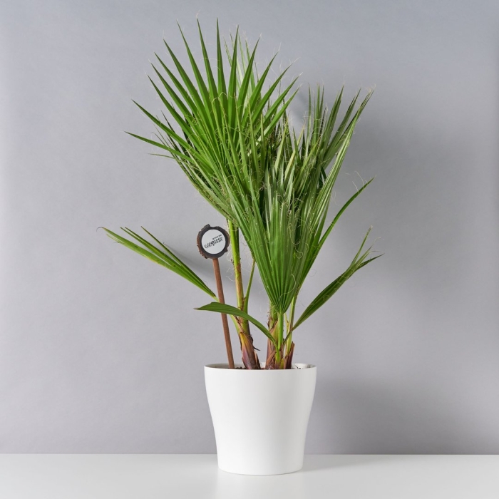 Пальма вашингтония нитеносная