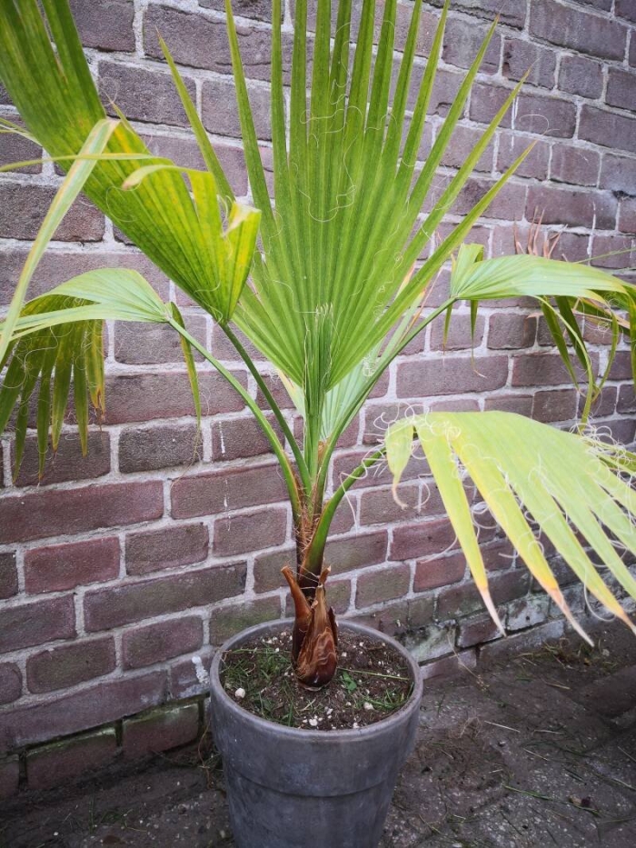 Пальма вашингтония санта барбара