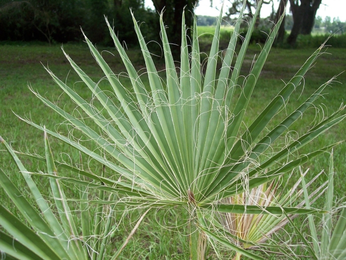 Washingtonia filifera